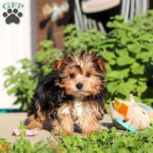 Bella, Yorkie Puppy